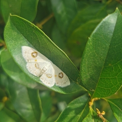 Problepsis eucircota