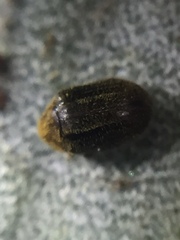 Cyphanobium illustre