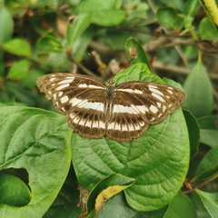 Limenitis sulpitia