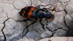 Nicrophorus marginatus