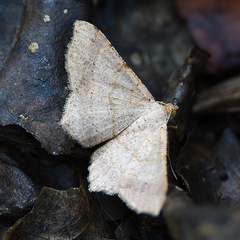 Psamatodes abydata