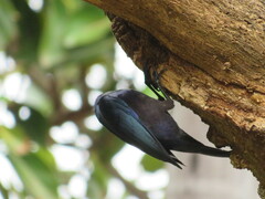 Notopholia corusca corusca
