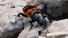 Nicrophorus marginatus