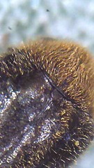 Cyphanobium illustre