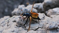 Nicrophorus marginatus
