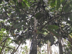 Myristica hypargyraea