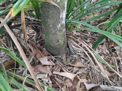 Myristica hypargyraea