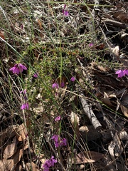 Tetratheca thymifolia