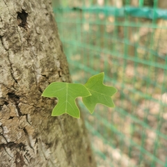 Liriodendron chinense