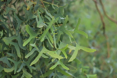 Erythrina vespertilio