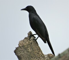 Onychognathus morio morio