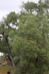 Erythrina vespertilio