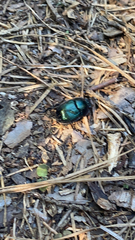 Geotrupes splendidus