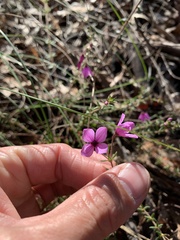 Tetratheca thymifolia