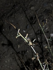 Stephanomeria virgata