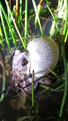 Rhinella dorbignyi