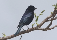 Ptiloxena atroviolacea