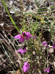 Tetratheca thymifolia