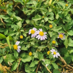 Aster indicus