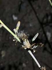 Stephanomeria virgata