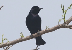 Ptiloxena atroviolacea