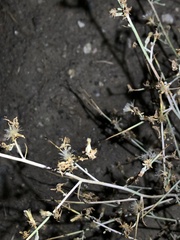 Stephanomeria virgata