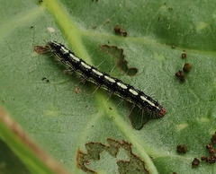 Utetheisa pulchelloides