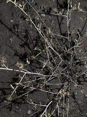 Stephanomeria virgata
