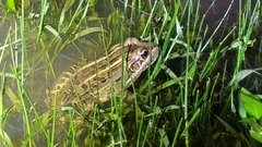 Leptodactylus