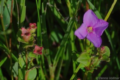 Rhexia nuttallii