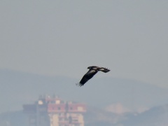 Hieraaetus pennatus