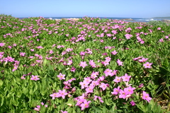 Chironia peduncularis