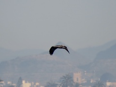Hieraaetus pennatus
