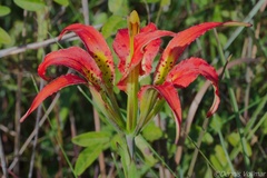 Lilium catesbaei