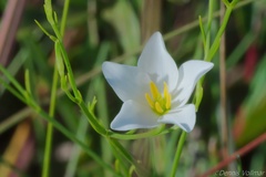 Zephyranthes simpsonii
