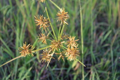 Cyperus haspan