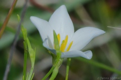 Zephyranthes simpsonii