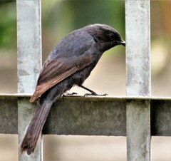 Melaenornis pammelaina ater