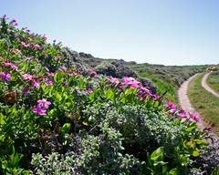 Chironia peduncularis