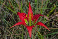 Lilium catesbaei