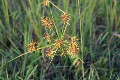 Cyperus haspan