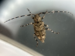 Astyleiopus variegatus