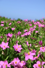 Chironia peduncularis