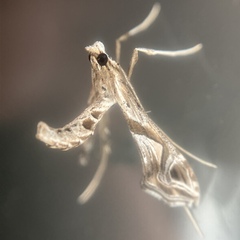 Lineodes integra