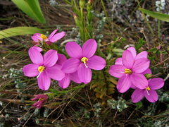 Chironia decumbens