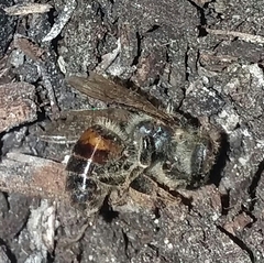 Apis mellifera