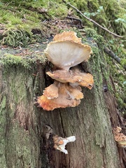 Laetiporus conifericola