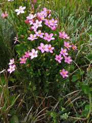 Chironia decumbens