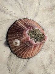 Paraconcavus pacificus