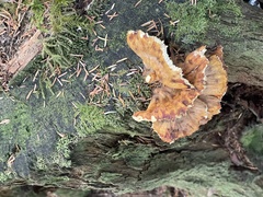 Laetiporus conifericola